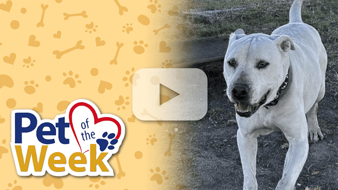 White dog standing outside next to the "Pet of the Week" graphic with a video play button.