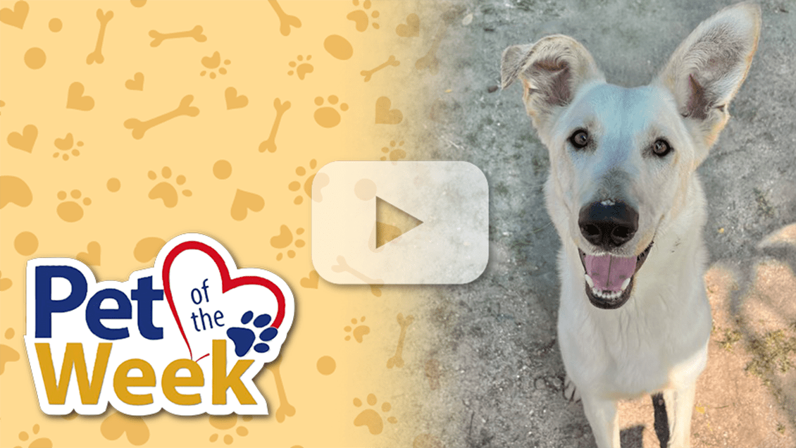 Graphic reading “Pet of the Week” beside Mack, a Shepherd mix smiling at the camera at Devore Shelter.