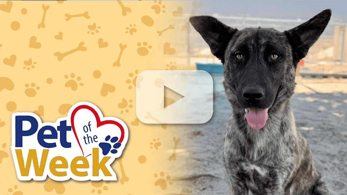 Brindle Plott hound mix sitting outdoors next to a Pet of the Week graphic.