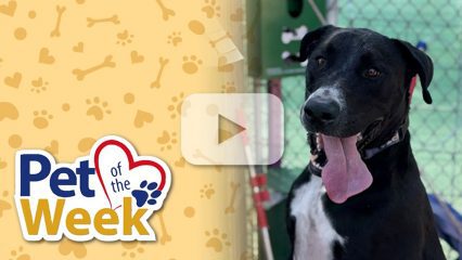 Black lab mix Mikey sits in a play yard, tongue out, looking happy and energetic.