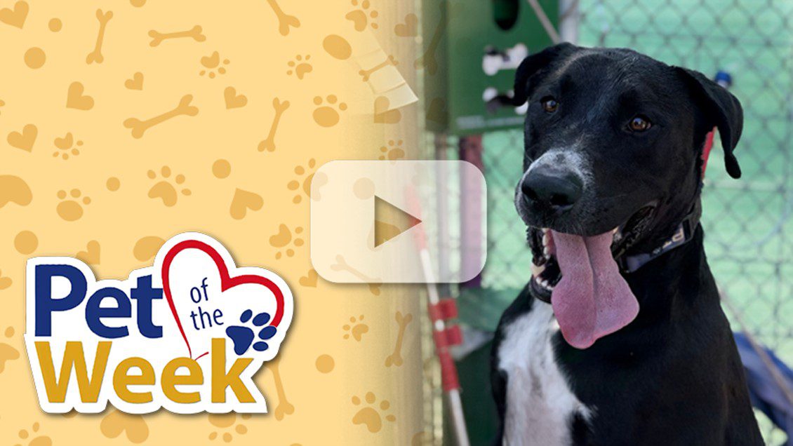 Black lab mix Mikey sits in a play yard, tongue out, looking happy and energetic.