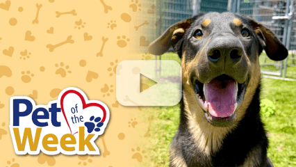 Close-up of a smiling black and brown dog in a grassy area. The left side shows "Pet of the Week" text with paw and bone patterns on a yellow background.