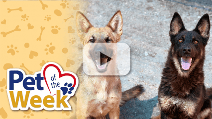 Two German Shepherds sitting beside a Pet of the Week graphic with paw-print background and a play button overlay indicating a video.