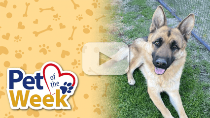 German Shepherd named Roxie lying on grass with a Pet of the Week graphic on the left.