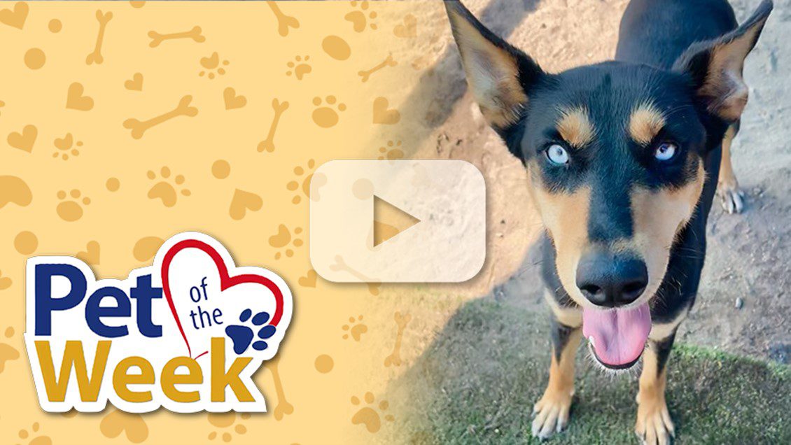 A dog with striking blue eyes and a black and tan coat looks up towards the camera. The background features a paw print with the text "Pet of the Week" and a play button graphic.