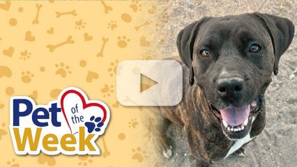 A happy dog with a dark brindle coat is standing on a dirt surface, looking towards the camera with its mouth open.