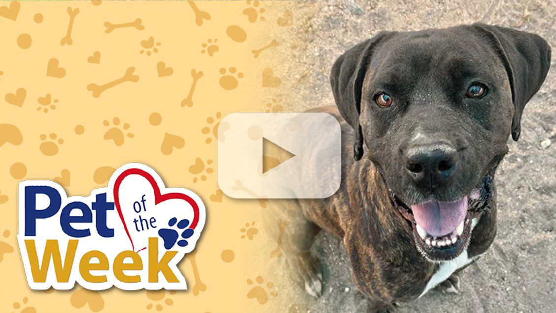 A happy dog with a dark brindle coat is standing on a dirt surface, looking towards the camera with its mouth open.