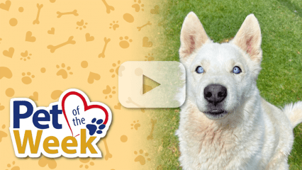 Sarka, a cream Husky at the Devore Shelter, sits on grass beside the “Pet of the Week” graphic.