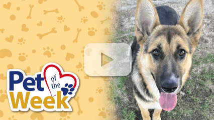Shasta, a Shepherd mix, looking up at the camera with tongue out. “Pet of the Week” graphic is present.