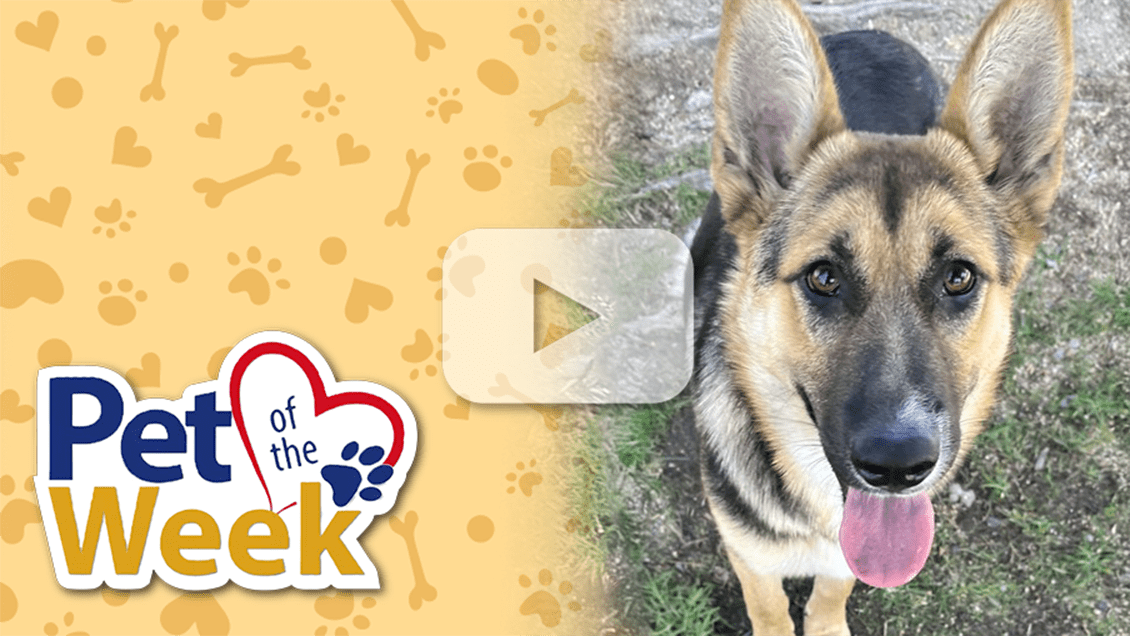 Shasta, a Shepherd mix, looking up at the camera with tongue out. “Pet of the Week” graphic is present.