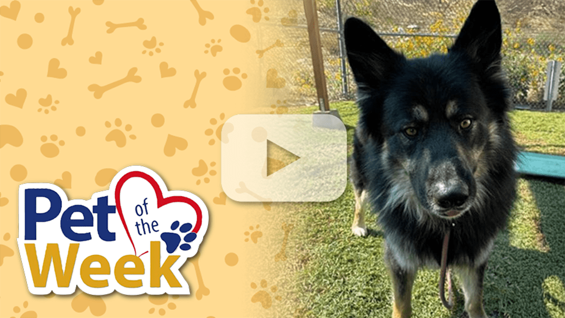 Black and tan Shepherd mix stands on grass at the shelter next to “Pet of the Week” graphic.