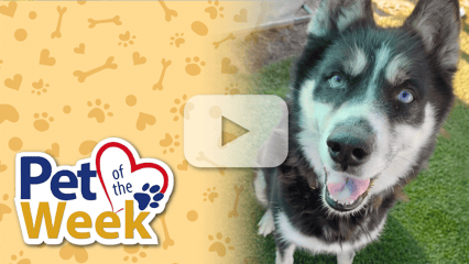 A happy dog with striking blue eyes looks up, standing on a grassy area. The left side of the image features the Pet of the Week logo.