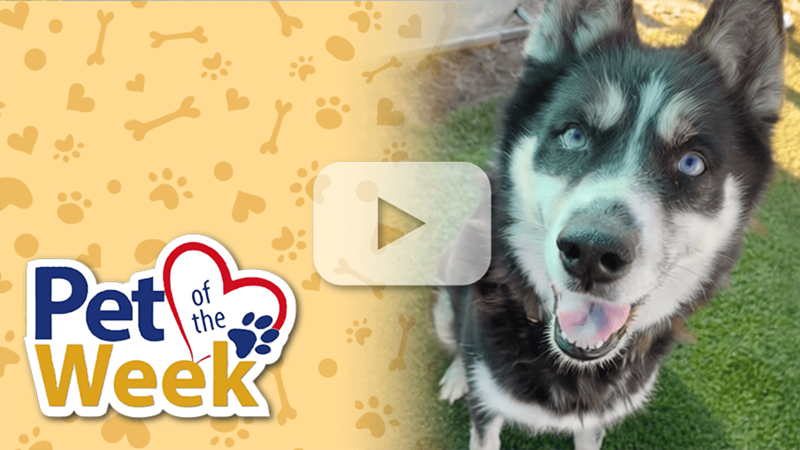 A happy dog with striking blue eyes looks up, standing on a grassy area. The left side of the image features the Pet of the Week logo.