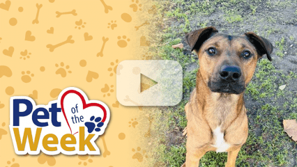 Brown dog sitting on grass looking at the camera, featured as Pet of the Week from the Devore Animal Shelter.