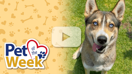 Blue‑eyed Husky mix sitting on grass with a “Pet of the Week” graphic beside her.