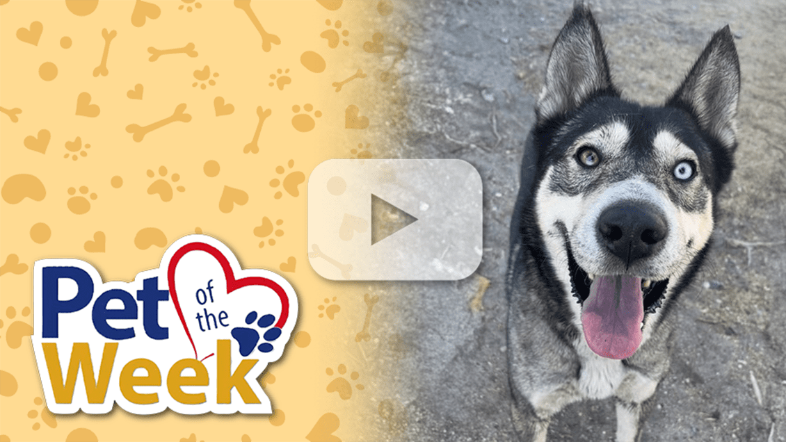 Smiling Shepherd mix dog with one blue and one brown eye, sitting outside looking at the camera with a play button overlay, indicating a video.