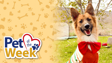 A fluffy brown and white dog wearing a red bowtie sits on green grass next to a "Pet of the Week" logo.