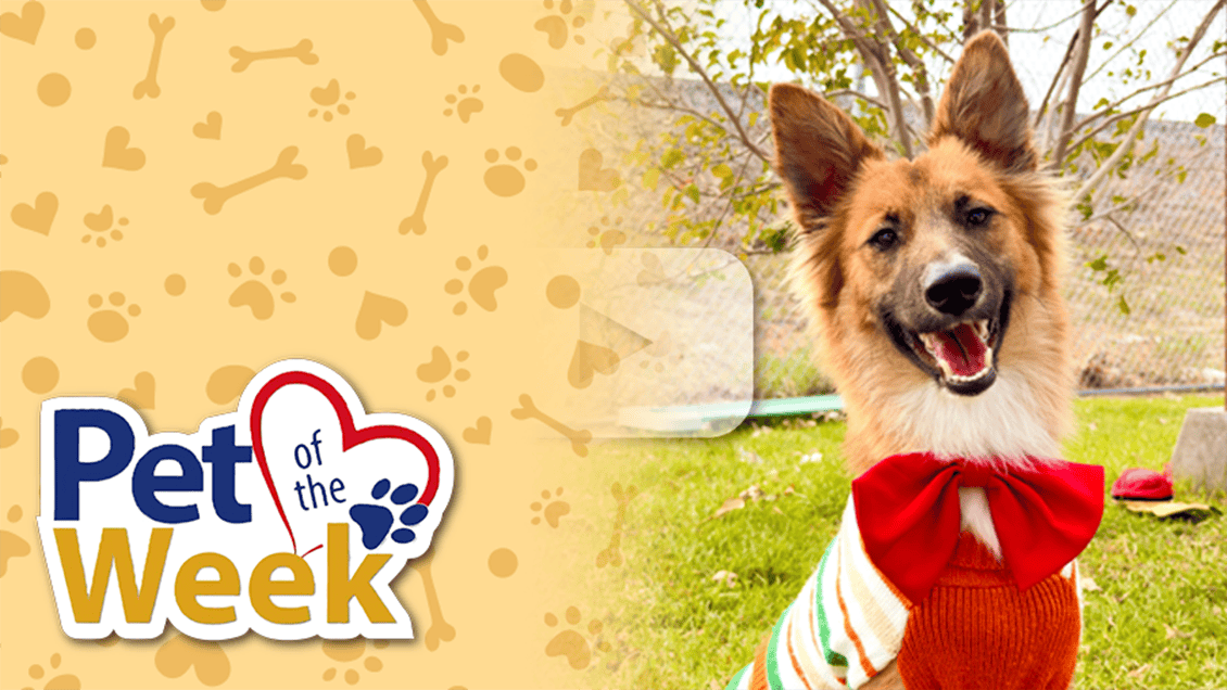 A fluffy brown and white dog wearing a red bowtie sits on green grass next to a "Pet of the Week" logo.