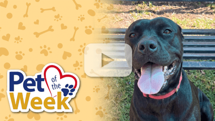 Cane Corso sitting on grass beside a Pet of the Week graphic with paw-print background and a play button overlay indicating a video.