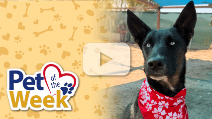 Black dog with one blue eye beside a “Pet of the Week” graphic on a yellow paw-print background.