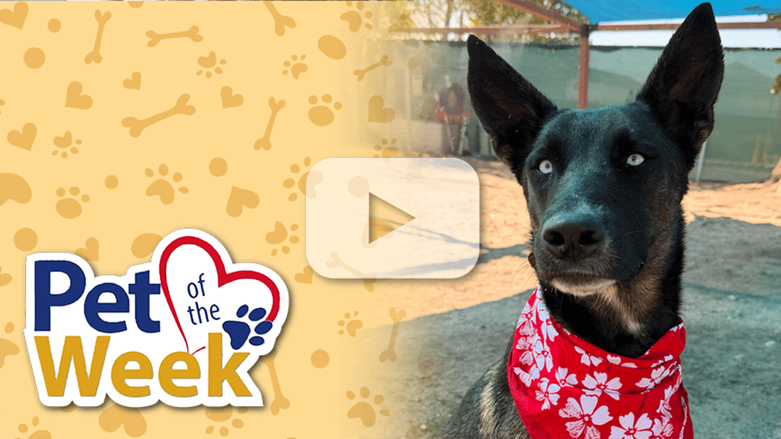 Black dog with one blue eye beside a “Pet of the Week” graphic on a yellow paw-print background.