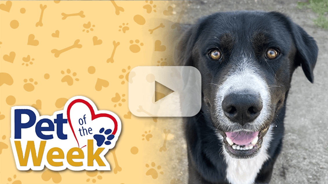 Dog outdoors with “Pet of the Week” graphic and a play button overlay.