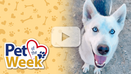 Graphic with play button overlay showing Yugi, white and black dog with blue eyes at Devore Shelter.