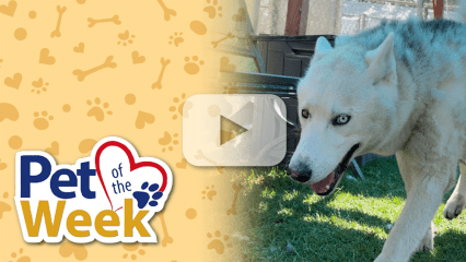 Husky walking on grass beside a “Pet of the Week” graphic with paw‑print background and a play button overlay indicating a video.