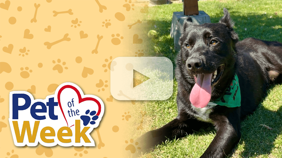 Shepherd mix Zorro lies on the grass with tongue out, wearing a bandana beside a “Pet of the Week” graphic with a video play icon.