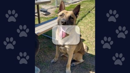 A photo of a dog sitting outside with a play button overlay, indicating a video.