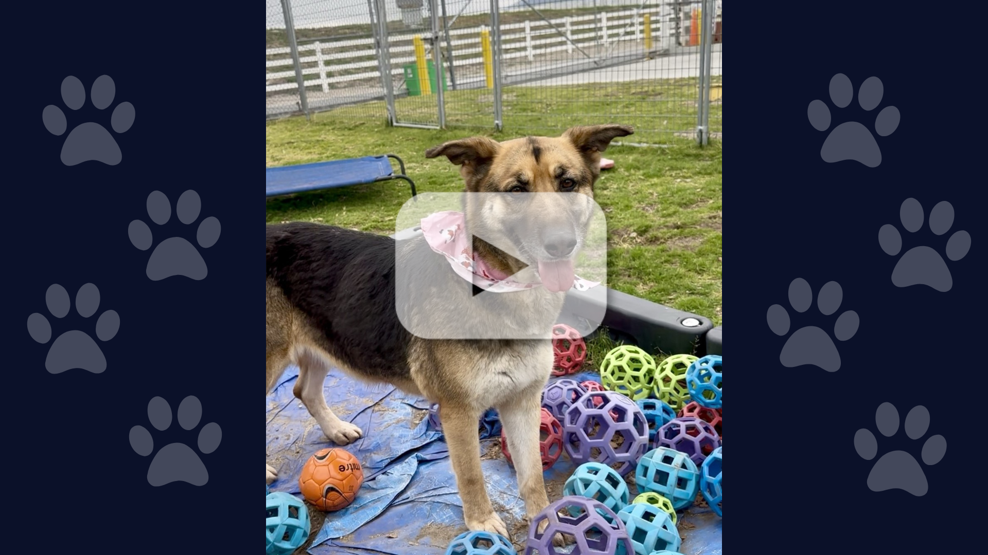 A dog, Lucky, playing outdoors with dog toys and a translucent play button overlay, indicating a video.