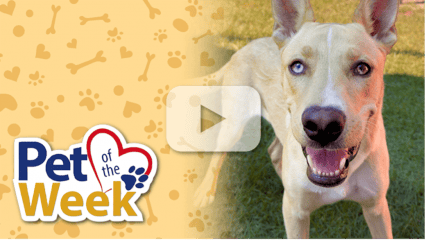 Light-colored dog with one blue eye and one brown eye standing on grass beside a “Pet of the Week” graphic with a play button overlay.