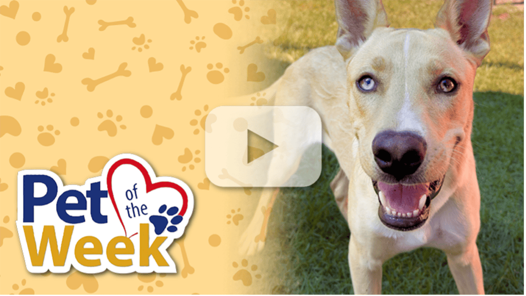 Light-colored dog with one blue eye and one brown eye standing on grass beside a “Pet of the Week” graphic with a play button overlay.