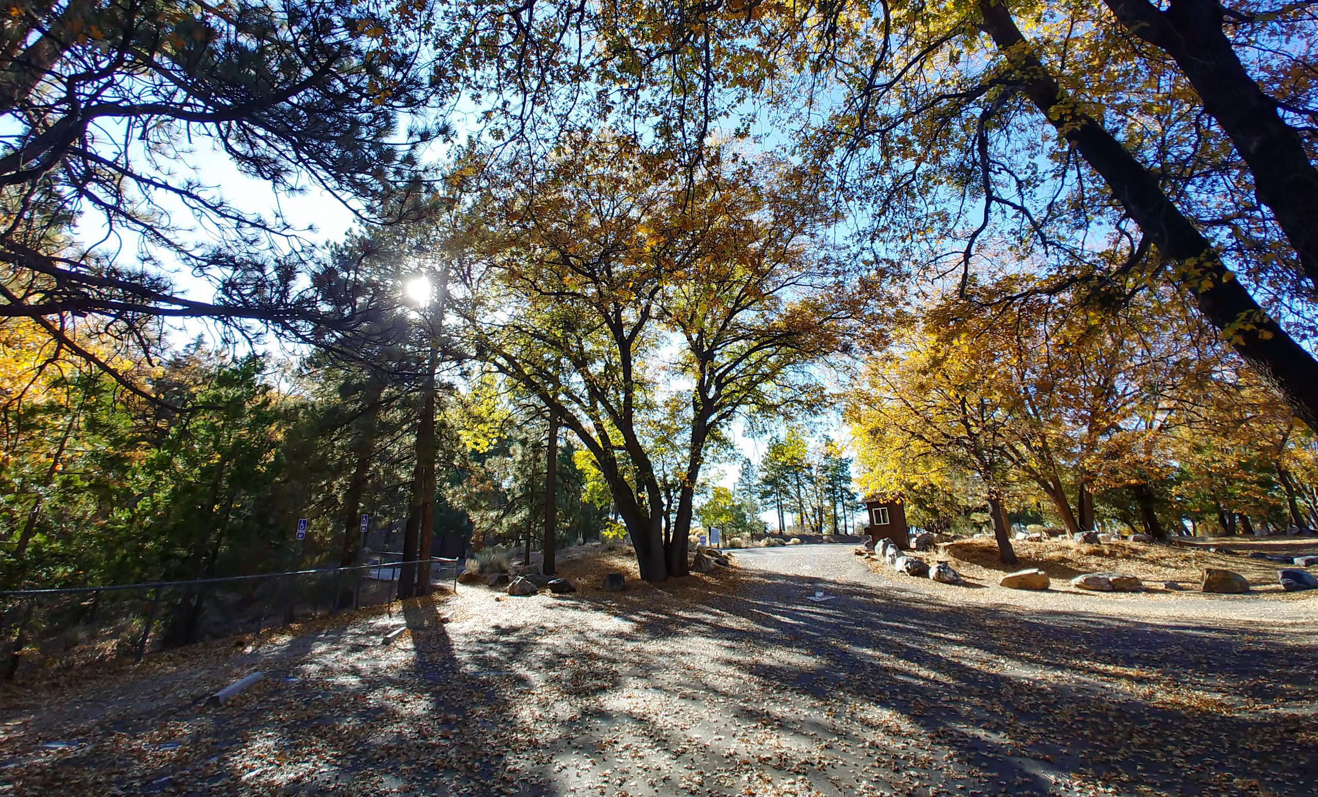 A scenic view featuring golden-leaved trees and shadow patterns on the ground.
