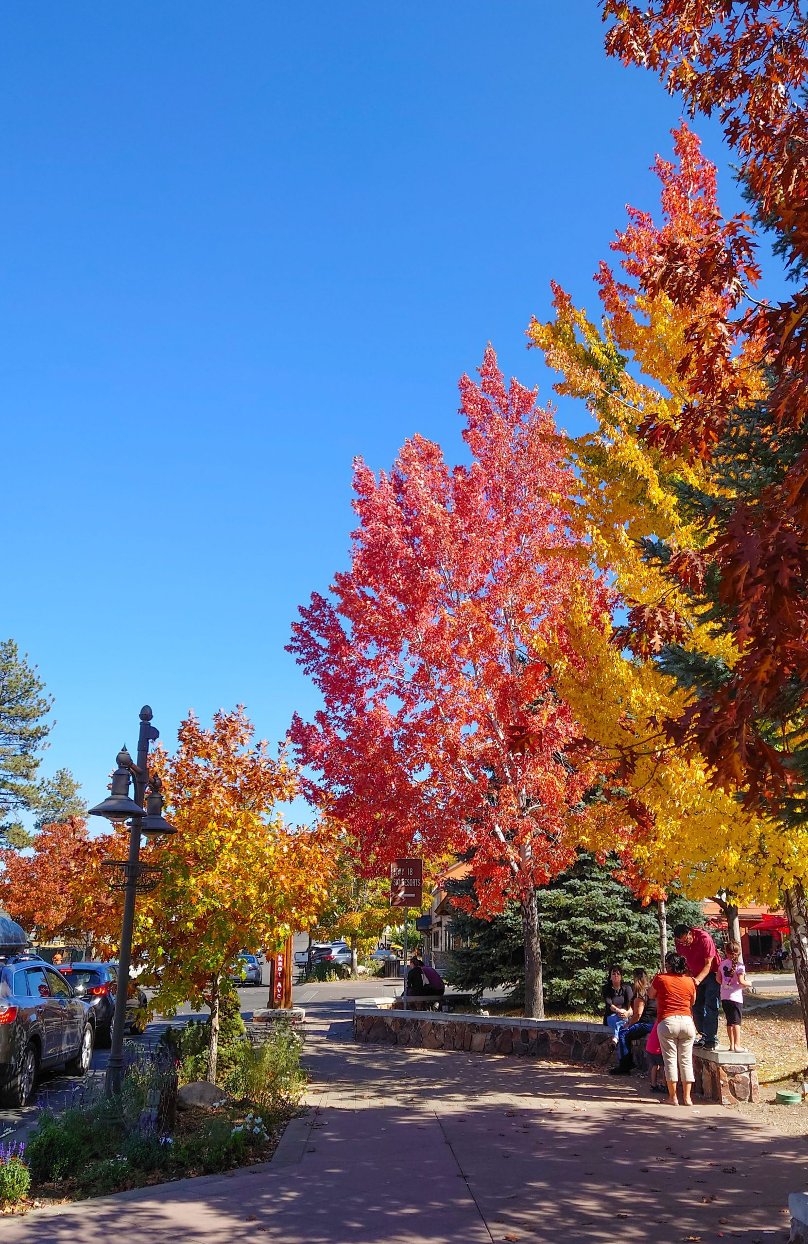 Trees in vibrant shades of red, orange and yellow with parked cars in the background.