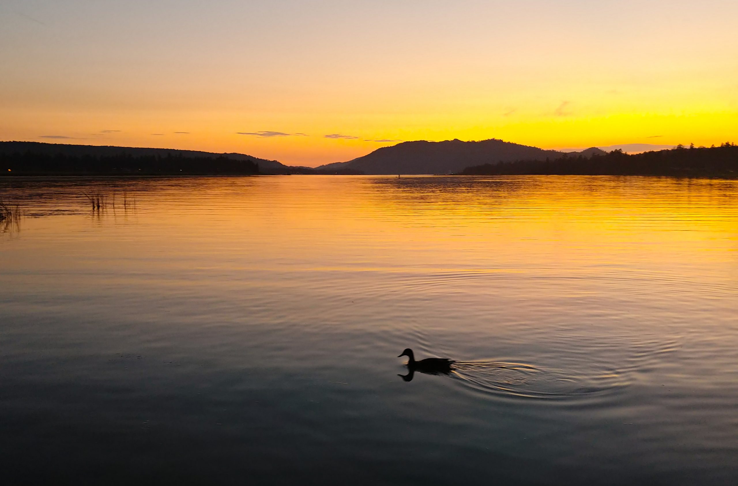 A duck swimming in a lake at sunset with mountains in the background.