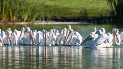 White pelicans gather on a lake.