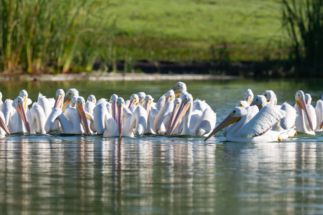 White pelicans gather on a lake.