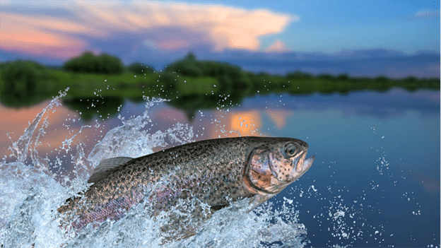 A rainbow trout splashes out of a lake. 