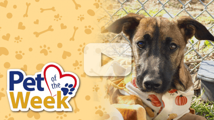Dog wearing a pumpkin-print outfit beside text: “Pet of the Week,” with a play button overlay.