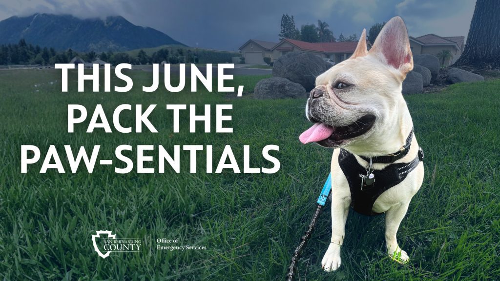 French bulldog sitting on grass in a neighborhood. Text: This June, Pack the Paw-sentials. San Bernardino County Office of Emergency Services logo.