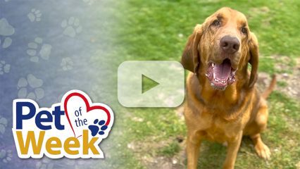 A happy Bloodhound mix sits on grass, looking at camera with mouth open.
