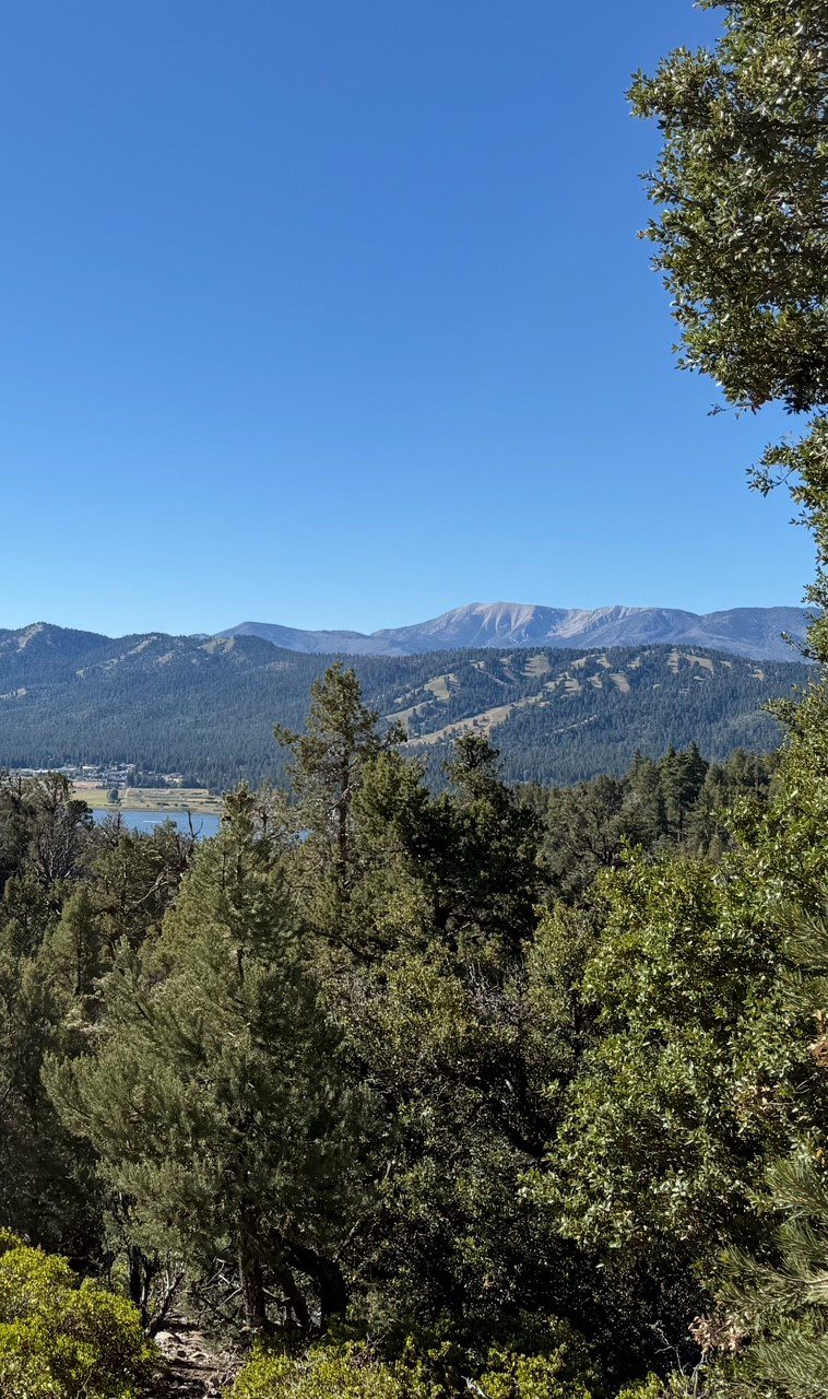 View from Bertha Peak surrounded by a forest and mountains.