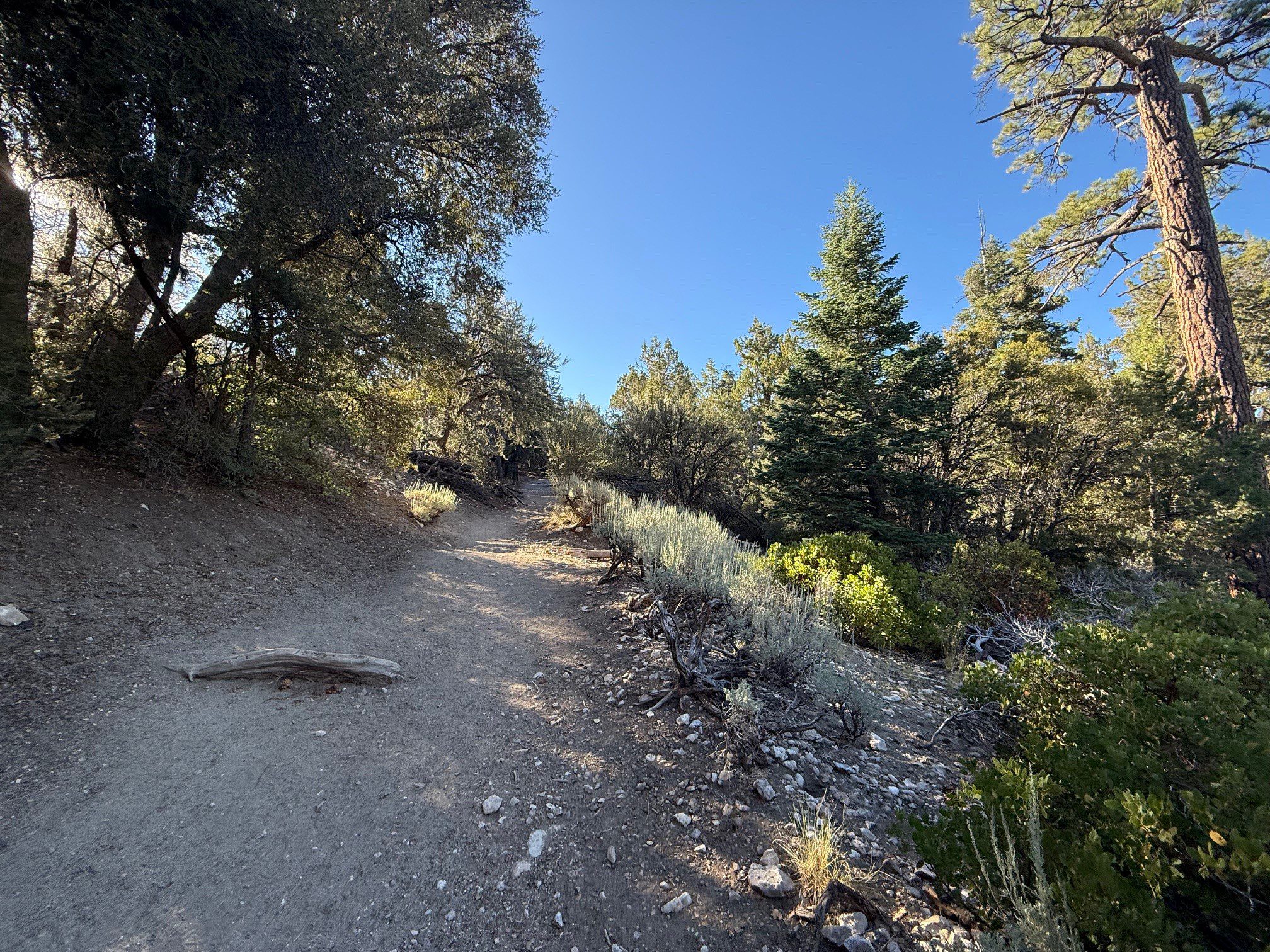 A hiking trail surrounded by trees and foliage.