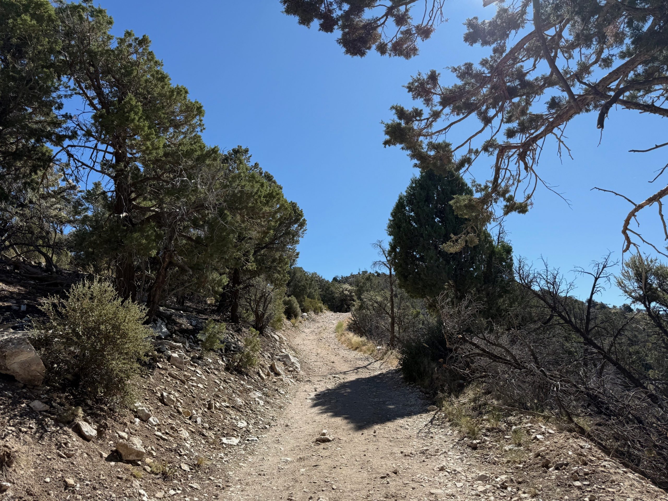 A hiking trail surrounded by trees and foliage.