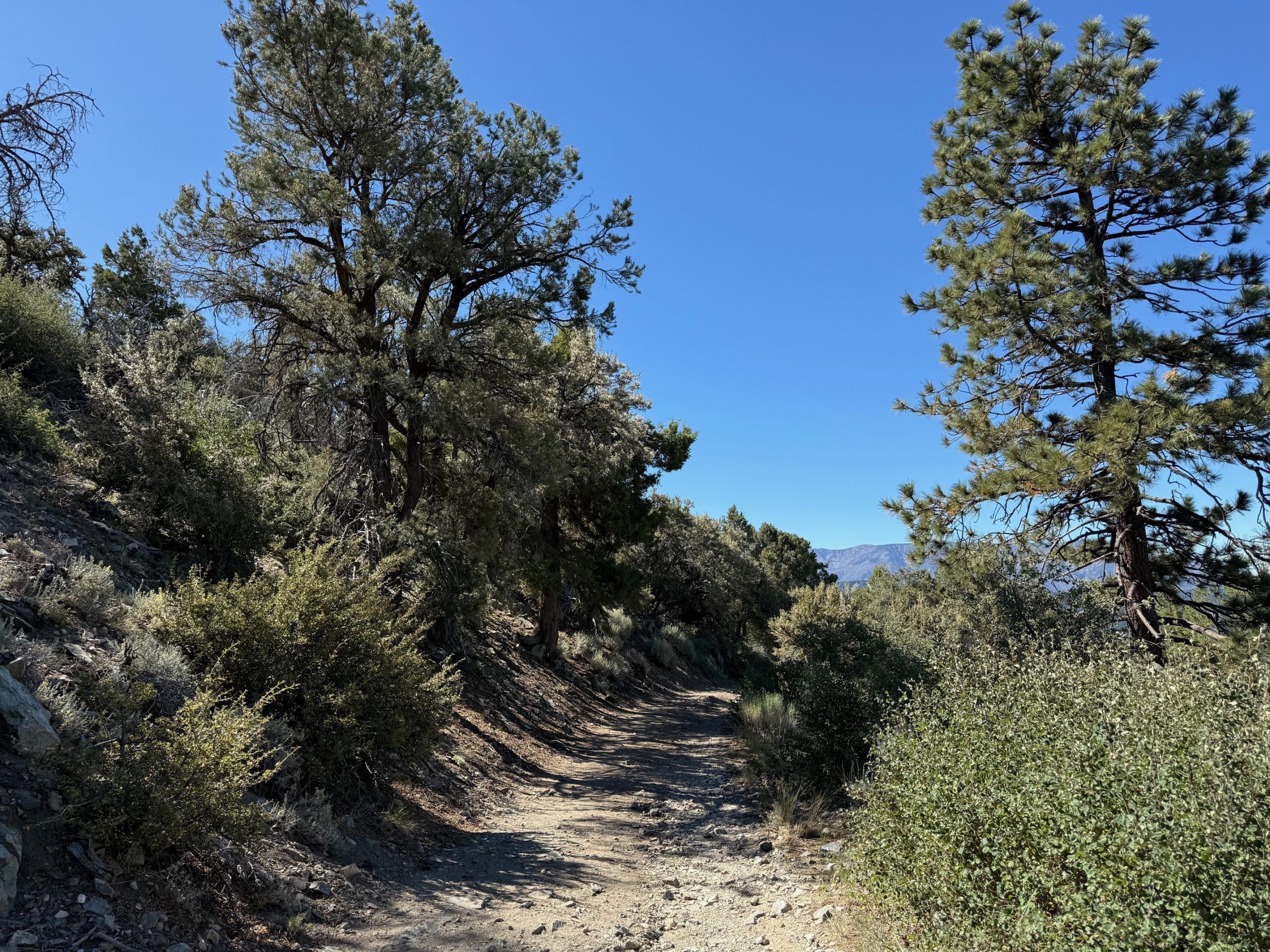 A hiking trail surrounded by trees.