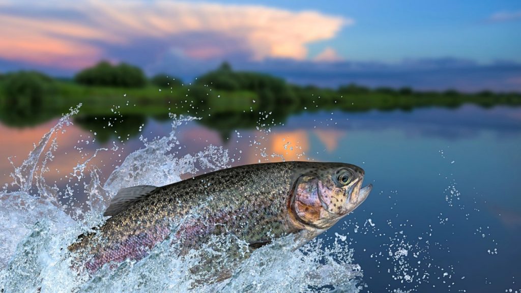 A rainbow trout splashes out of a lake.