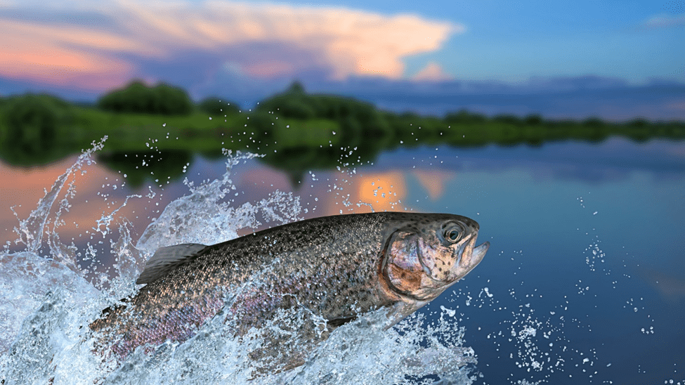 A rainbow trout splashes out of a lake.
