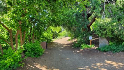 A dirt pathway leads to a forest.