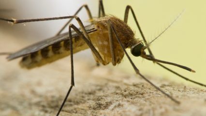 A mosquito standing on still water with blurred green vegetation in the background.